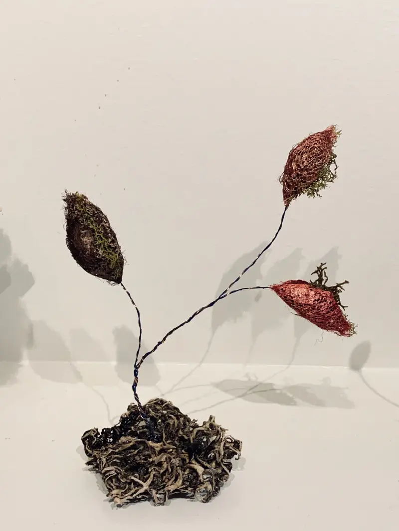 Cocoons (2019)