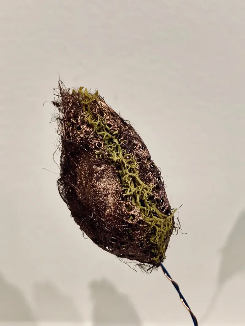 Cocoons (2019)