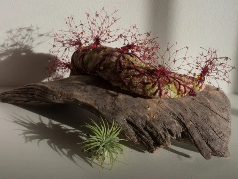 Life Forms (2016)
