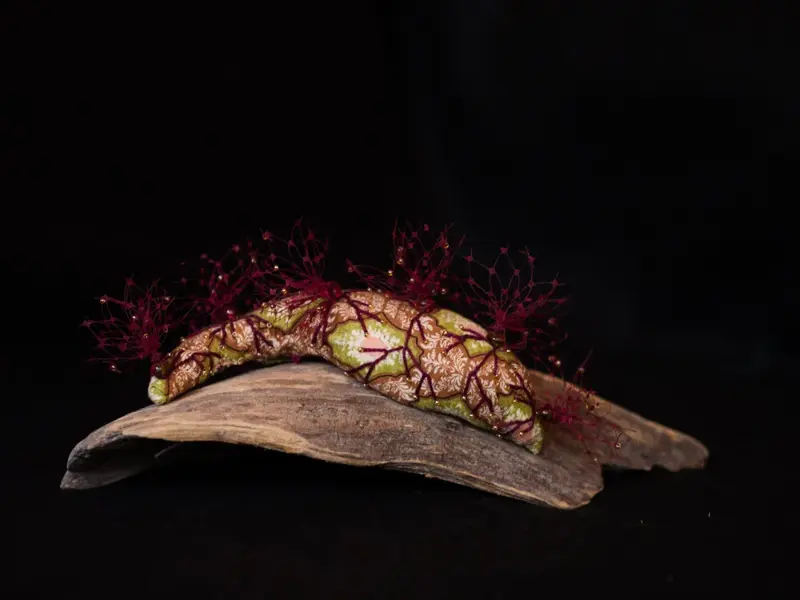Life Forms (2016)