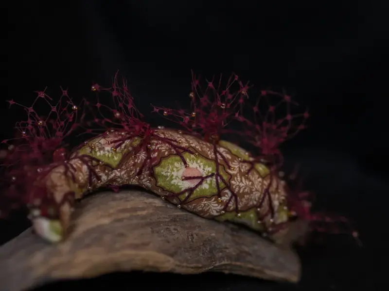 Life Forms (2016)